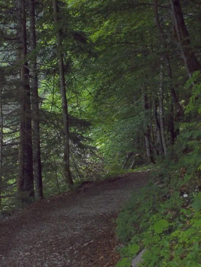 Haus Wastl Leilighet Russbach am Pass Gschütt Eksteriør bilde